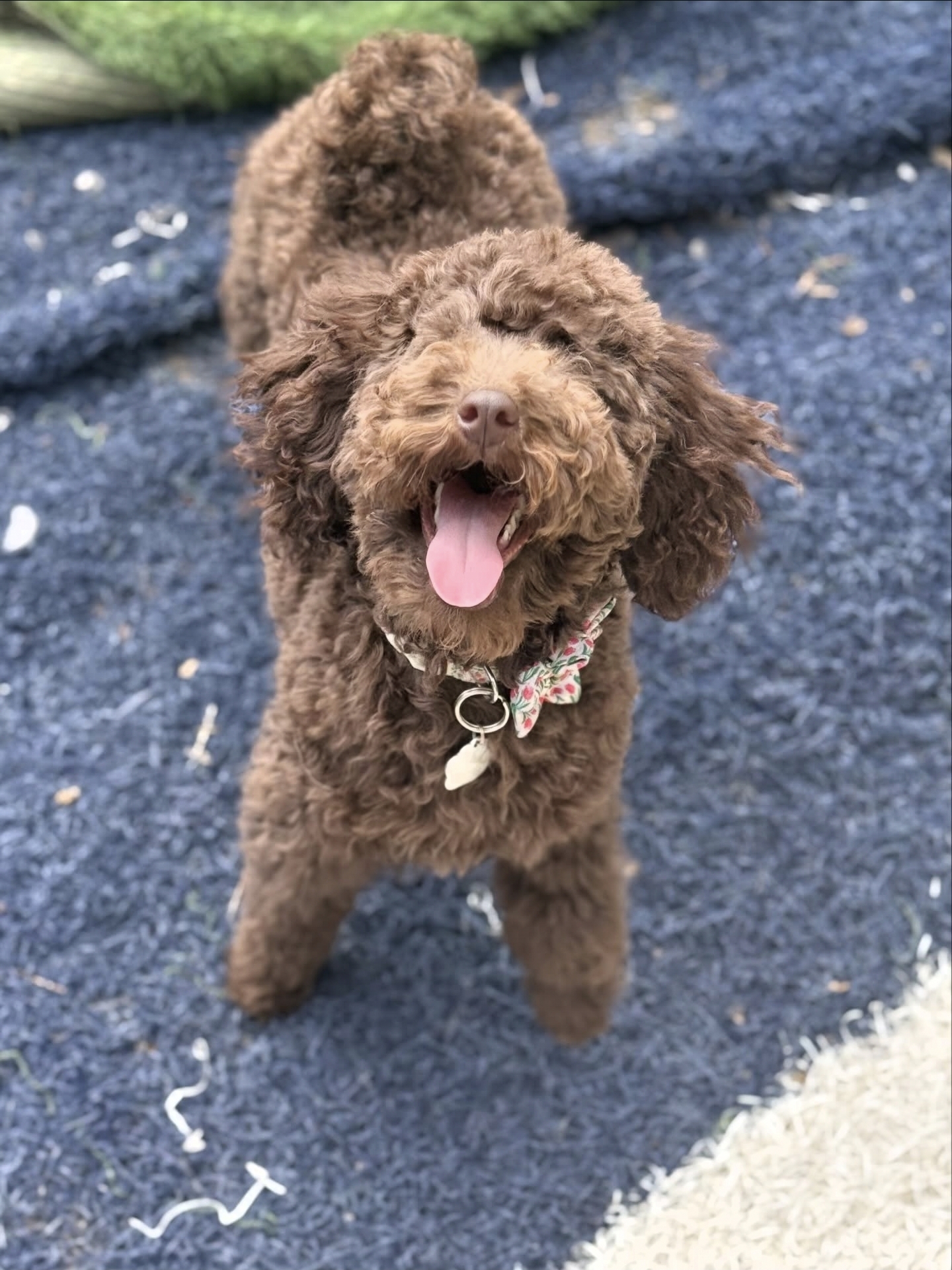 Nora, Zach's dog